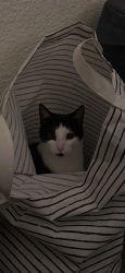 Lost Male Cat last seen rathdrum street, Belfast, Northern Ireland BT9 7EZ