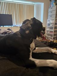 Found/Stray Male Dog last seen Valley and Holt, Pomona, CA 91768