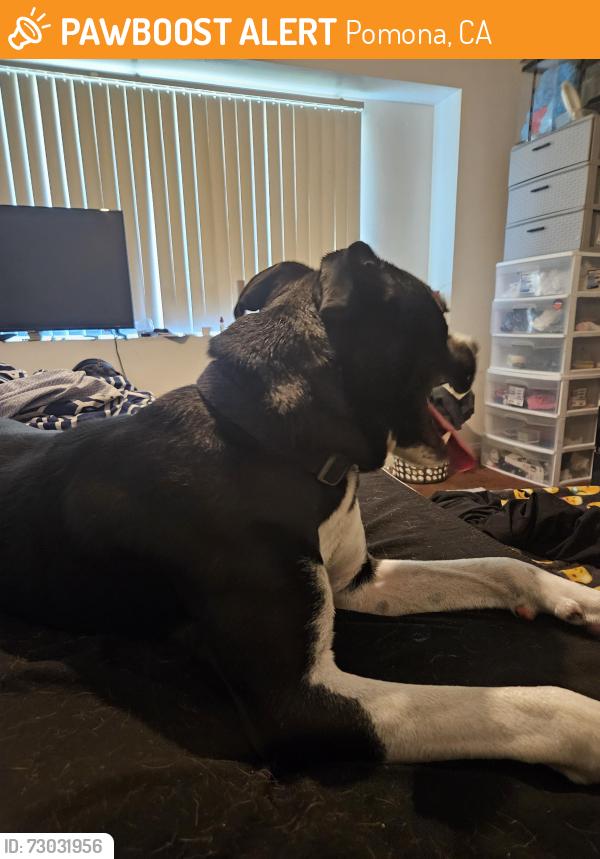 Found/Stray Male Dog last seen Valley and Holt, Pomona, CA 91768