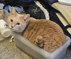 Lost Male Cat last seen S Wildwood Ave near Cobb Park, Kankakee, IL 60901