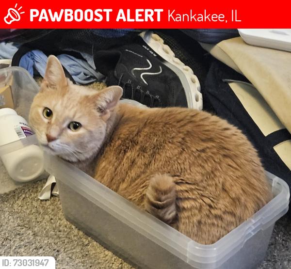 Lost Male Cat last seen S Wildwood Ave near Cobb Park, Kankakee, IL 60901
