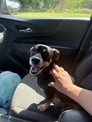 Found/Stray Male Dog last seen Near Bellvue Dr. , Fort Worth, TX 76134
