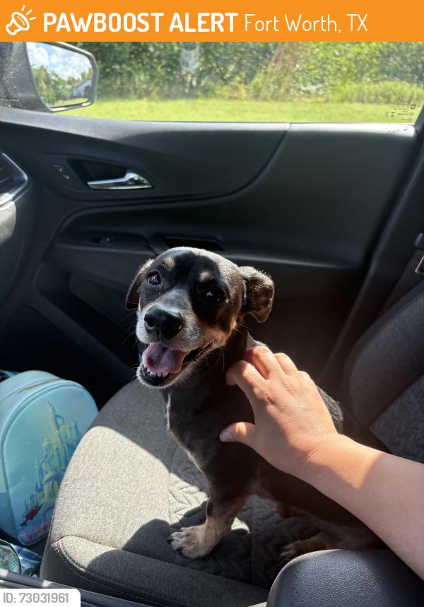 Found/Stray Male Dog last seen Near Bellvue Dr. , Fort Worth, TX 76134
