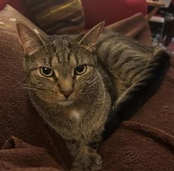 Lost Male Cat last seen Nepperhan Ave and Hearst St, Yonkers, NY 10703