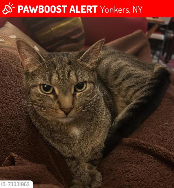 Lost Male Cat last seen Nepperhan Ave and Hearst St, Yonkers, NY 10703