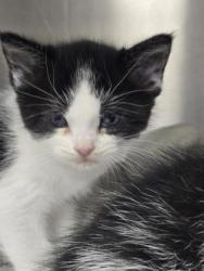 Shelter Stray Female Cat last seen N SUNRISE AV & AUTOMALL DR, Roseville City, CA, 200 Tahoe Ave, Roseville, CA 95678, USA