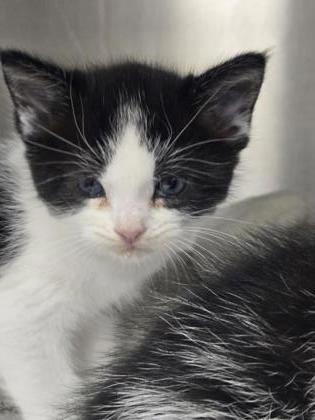 Shelter Stray Female Cat last seen N SUNRISE AV & AUTOMALL DR, Roseville City, CA, 200 Tahoe Ave, Roseville, CA 95678, USA
