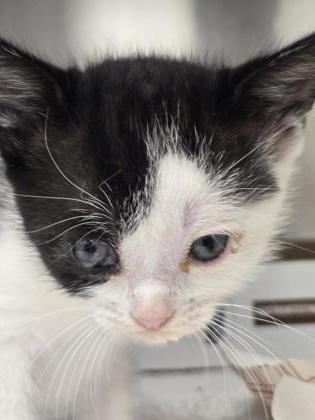 Shelter Stray Female Cat last seen N SUNRISE AV & AUTOMALL DR, Roseville City, CA, 200 Tahoe Ave, Roseville, CA 95678, USA
