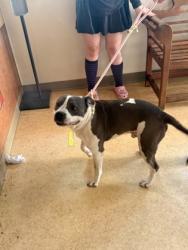 Shelter Stray Male Dog last seen Parkerville Rd + Polk Rd, Desoto, TX, 1150 E Pleasant Run Rd, Cedar Hill, TX 75104, USA