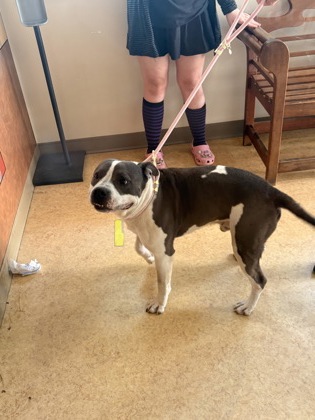 Shelter Stray Male Dog last seen Parkerville Rd + Polk Rd, Desoto, TX, 1150 E Pleasant Run Rd, Cedar Hill, TX 75104, USA