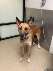 Shelter Stray Male Dog last seen Near E Loop 820, East District, TX, 355 Hillshire Dr, Haslet, TX 76052, USA