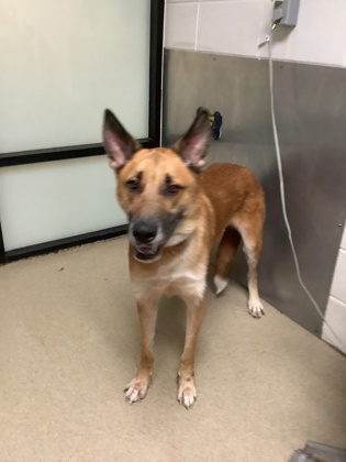 Shelter Stray Male Dog last seen Near E Loop 820, East District, TX, 355 Hillshire Dr, Haslet, TX 76052, USA