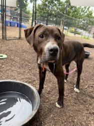 Shelter Stray Male Dog last seen Near Deer Creek Trce Stone Mountain, 30087, 30087, GA, 3280 Chamblee Dunwoody Rd, Chamblee, GA 30341, USA