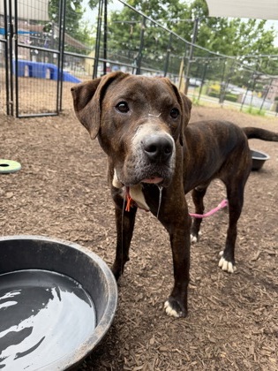 Shelter Stray Male Dog last seen Near Deer Creek Trce Stone Mountain, 30087, 30087, GA, 3280 Chamblee Dunwoody Rd, Chamblee, GA 30341, USA