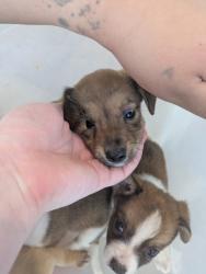 Shelter Stray Male Dog last seen Angle Ave, West District, TX, 355 Hillshire Dr, Haslet, TX 76052, USA