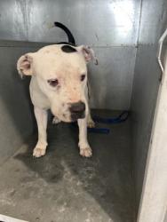 Shelter Stray Female Dog last seen Near FLETCHER AVE, West District, TX, 355 Hillshire Dr, Haslet, TX 76052, USA