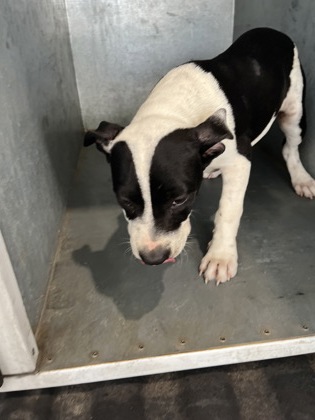 Shelter Stray Female Dog last seen Near FLETCHER AVE, West District, TX, 355 Hillshire Dr, Haslet, TX 76052, USA