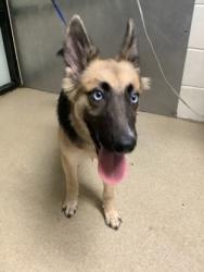 Shelter Stray Female Dog last seen Near E Loop 820, East District, TX, 355 Hillshire Dr, Haslet, TX 76052, USA