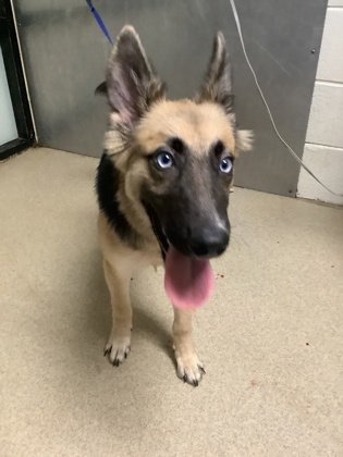 Shelter Stray Female Dog last seen Near E Loop 820, East District, TX, 355 Hillshire Dr, Haslet, TX 76052, USA