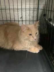 Shelter Stray Male Cat last seen , , TX, 355 Hillshire Dr, Haslet, TX 76052, USA