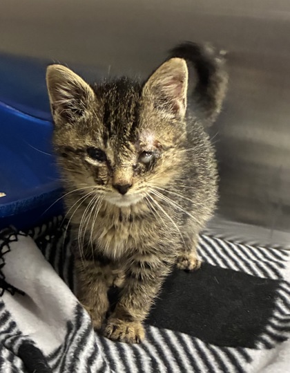 Shelter Stray Male Cat last seen 29th St and Spruce Ave, KCMO, 64128, 64128, MO, 7077 Elmwood Ave, Kansas City, MO 64132, USA