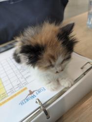 Shelter Stray Female Cat last seen NE 28th St, South District, TX, 355 Hillshire Dr, Haslet, TX 76052, USA