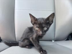 Shelter Stray Female Cat last seen Near WINDMILL RUN, East District, TX, 355 Hillshire Dr, Haslet, TX 76052, USA