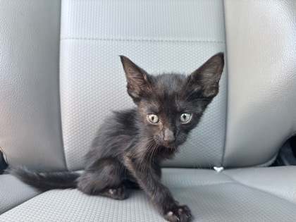 Shelter Stray Female Cat last seen Near WINDMILL RUN, East District, TX, 355 Hillshire Dr, Haslet, TX 76052, USA
