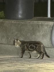 Found/Stray Unknown Cat last seen Hendersonville road near Planet Fitness in Fletcher, Fletcher, NC 28732