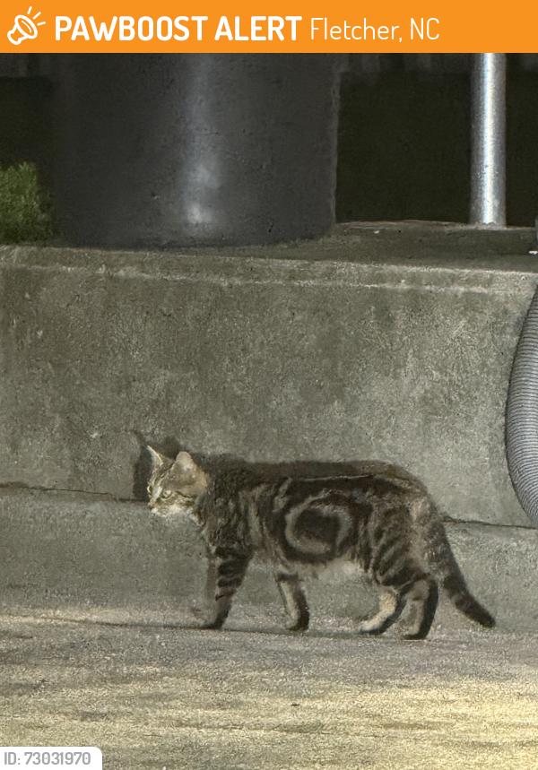 Found/Stray Unknown Cat last seen Hendersonville road near Planet Fitness in Fletcher, Fletcher, NC 28732