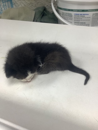 Shelter Stray Male Cat last seen Near e orleander st, East District, TX, 355 Hillshire Dr, Haslet, TX 76052, USA