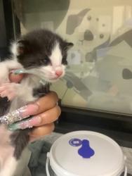 Shelter Stray Male Cat last seen Near e orleander st, East District, TX, 355 Hillshire Dr, Haslet, TX 76052, USA