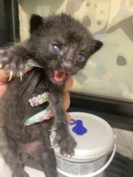 Shelter Stray Male Cat last seen Near e orleander st, East District, TX, 355 Hillshire Dr, Haslet, TX 76052, USA