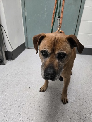 Shelter Stray Male Dog last seen 73rd and International, Oakland, CA, 1101 29th Ave, Oakland, CA 94601, USA