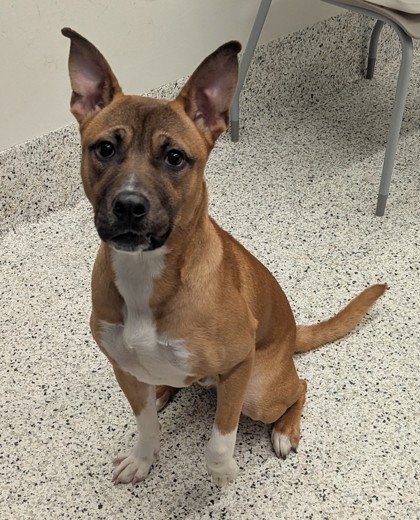 Shelter Stray Male Dog last seen 1075- 1 WOODLAND AVE NE Atlanta, 30324, GA, United, Atlanta, , 1251 Fulton Industrial Blvd NW, Atlanta, GA 30336, USA
