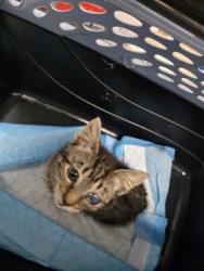 Shelter Stray Male Cat last seen Dumped in OAS front parking lot this morning, Oakland, , 1101 29th Ave, Oakland, CA 94601, USA