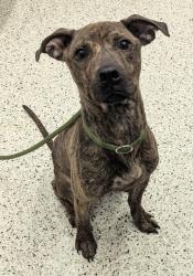 Shelter Stray Male Dog last seen Near Blyss Ave NW, Atlanta, GA, 1251 Fulton Industrial Blvd NW, Atlanta, GA 30336, USA