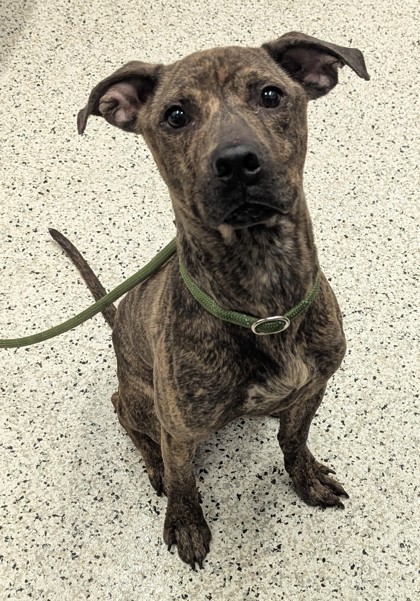 Shelter Stray Male Dog last seen Near Blyss Ave NW, Atlanta, GA, 1251 Fulton Industrial Blvd NW, Atlanta, GA 30336, USA