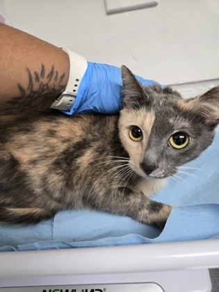 Shelter Stray Female Cat last seen , , CA, 1101 29th Ave, Oakland, CA 94601, USA