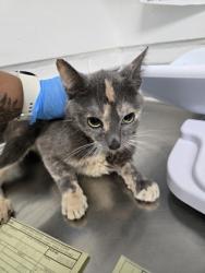 Shelter Stray Female Cat last seen , , CA, 1101 29th Ave, Oakland, CA 94601, USA