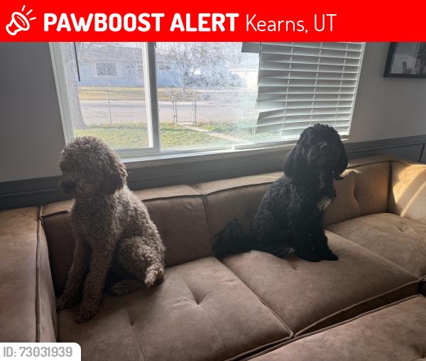 Lost Male Dog last seen Near S in Kearns, Kearns, UT 84118