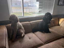 Lost Male Dog last seen Near S in Kearns, Kearns, UT 84118