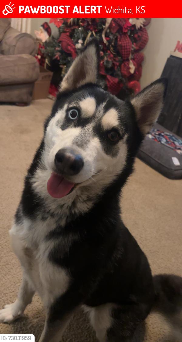 Lost Female Dog last seen Chamber Cir, 21st and 119th, Wichita, KS 67223