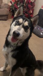 Lost Female Dog last seen Chamber Cir, 21st and 119th, Wichita, KS 67223
