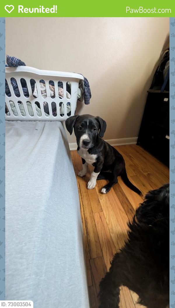 Reunited Female Dog last seen Near E Briscoe Dr, Nampa, ID 83687, USA, Nampa, ID 83687