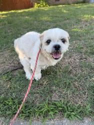 Reunited Male Dog last seen New colony , Virginia Beach, VA 23464