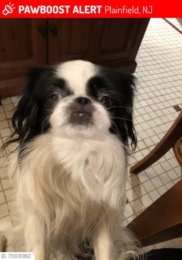 Lost Male Dog last seen Stelle between Plainfield and Field, Plainfield, NJ 07060