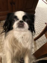 Lost Male Dog last seen Stelle between Plainfield and Field, Plainfield, NJ 07060