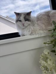 Lost Male Cat last seen Reeder Ridge, Eden Prairie, MN 55347