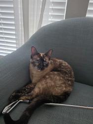Lost Female Cat last seen Shields St & Meyers Ln, Fort Worth, TX 76244